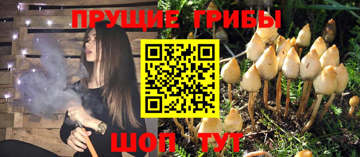 Псилоцибиновые грибы GOLDEN TEACHER  наркошоп  Грозный  Вход с VPN  Галлюциногенные грибы Cubensis 